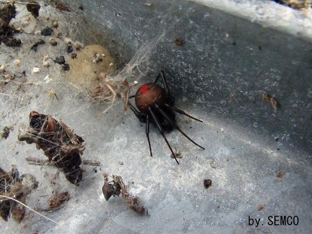 クモ目ヒメグモ科セアカゴケグモ（学名：Latrodectus hasseltii