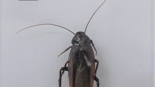 日本産ゴキブリ類 Blattaria of Japan 日本産ゴキブリ類 Blattaria of Japan 【公式通販】